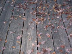 Boardwalk Weathered Leaves