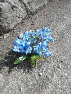 Flowers Stone Asphalt