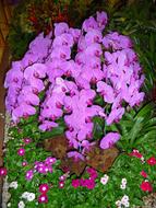 purple tropical orchid in thailand