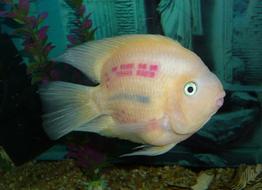 Blood Parrot Fish Bloody