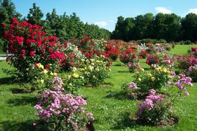 Beautiful field with the colorful flowers, among the green grass, near the trees, in the park