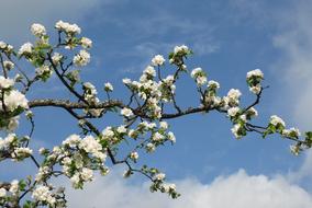 Apple Tree Blossom blue sky