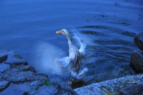 Duck Moment