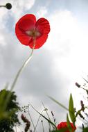 red Poppy against sky