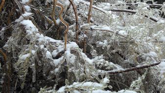 Tree Snow