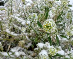 Frozen white tiny Flowers