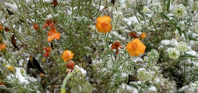 Flower Frozen Snow orange