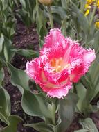 Tulip Flower in the garden close-up