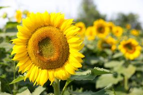 Sunflower Flowers