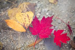 Fall Leaves Autumn