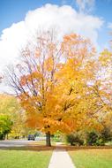 Fall Autumn Tree