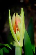Bud Amaryllis red green