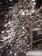 Snow Flake Fall