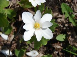 Flower Wild Sanguinaria white