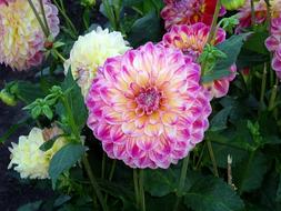 Dahlia pink Flower