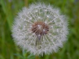 incredible beauty Dandelion Flower white