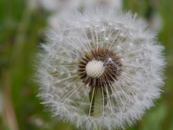 Dandelion Flower Blossom white