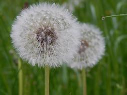 seeds Dandelion Flowers Blossom