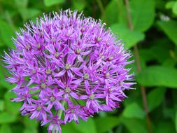 incredible beauty Purple Flower