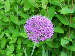 ornamental onion, Purple Blossom at greenery