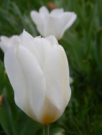 Tulips White Flowers field