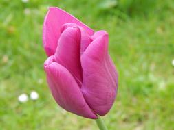 incredible beauty Tulip Flower Purple