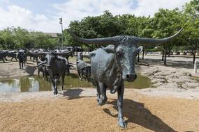 Cattle Bronze Statues in park