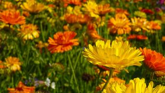 Marigold Flowers BlÃ¼tenmeer Flower