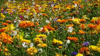 Field Of Meadow Flowers