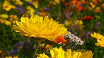 beautiful Marigold Yellow Blossom
