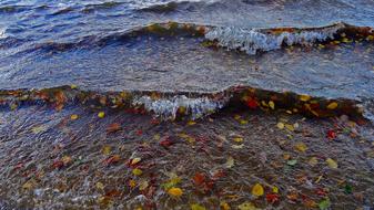 Lake Wave Leaves