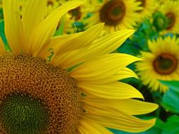 Sunflower yellow green Blossom