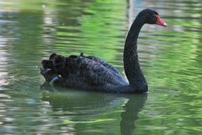 Black Swan