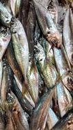 Fish Horse Mackerel Sea
