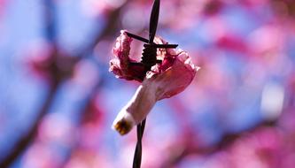 Beautiful, purple rosa flower on the barbed wire, at blurred background with the beautiful, blossoming tree