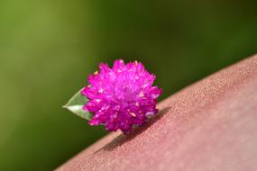 closeup view of Purple Wild Flower