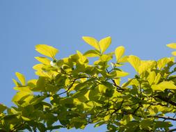 Young Leaves Spring Persimmon tree