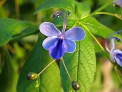 blue Flower Blossom