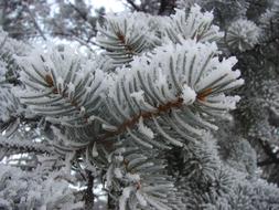 Winter Snow Pine