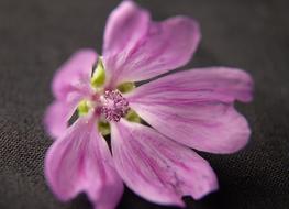 incredible beauty Flower Macro Pink