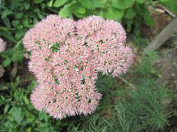 beautiful Sedum Garden Flower