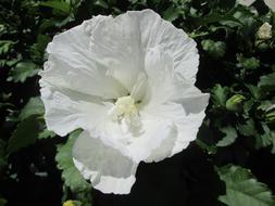 Rose Flower White green leaves