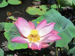 incredible beauty Water Lily Flower