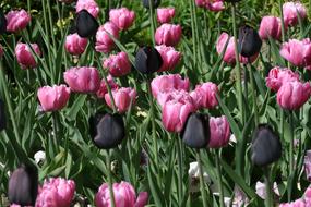 Tulips Black and Pink in the garden on a sunny day