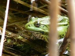 The Frog Water Lutry