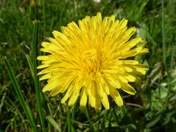 lush yellow dandelion in green grass close up