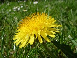 Dandelion Flower green grass