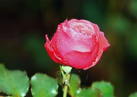 wondrous Rose pink and green leaf