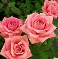 Roses Pink Romance