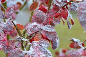 frosted Judas Tree Leaves